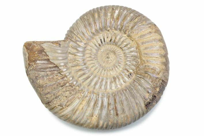 Polished Jurassic Ammonite (Perisphinctes) - Madagascar #378949